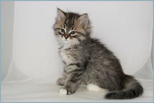 Male Siberian Kitten from Deedlebug Siberians